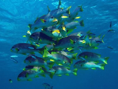 Peces labios dulces - Australia