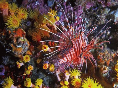 Pterois volitans - Mar Rojo.