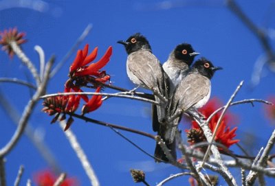 Animaladas