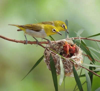 Animaladas