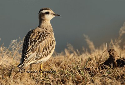 Animaladas