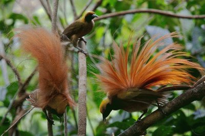 Animaladas