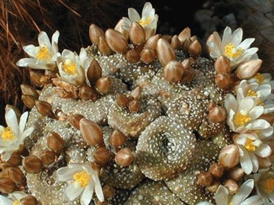 Blossfeldia - Cordillera Andina