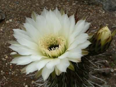 Flor de Cactus - Chile