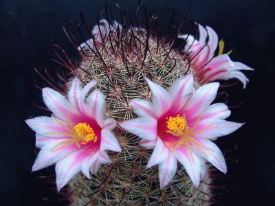 Mammillaria - AmÃ©rica