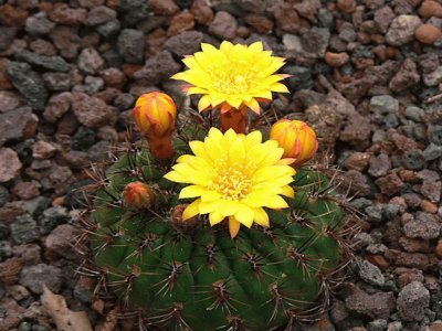 Matucana Aureiflora - Peru