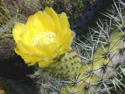 Opuntia Ficus-Indica