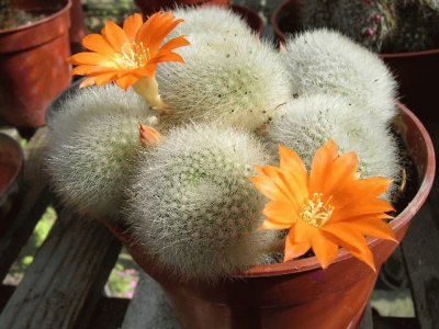 Rebutia Muscula - SudamÃ©rica