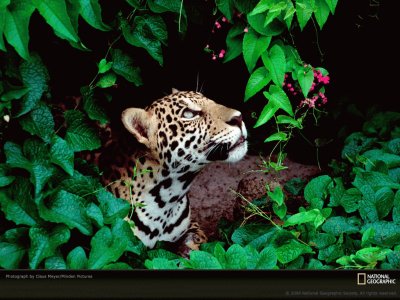 jaguar