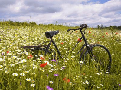 bike and wildflowers