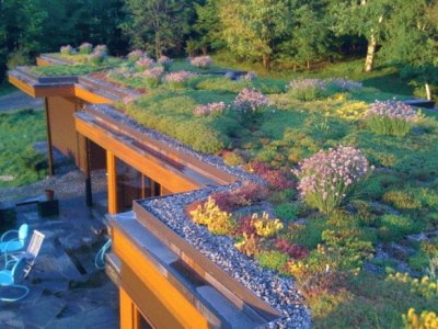 wildflower roof