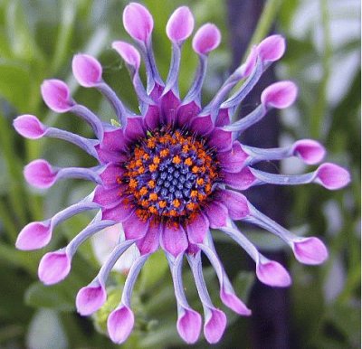 fractal flower