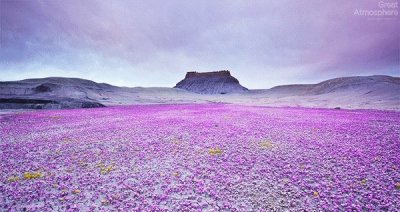 Purple Flowers in Desert-Utah