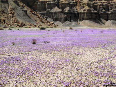 Blooming Flowers in Desert-Utah