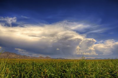 Corn field