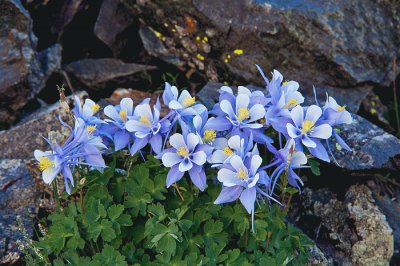 columbine