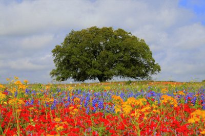 lone oak