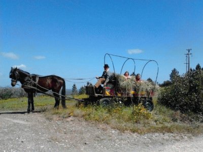 hayride