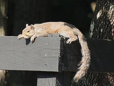 Squirrel In the Sun