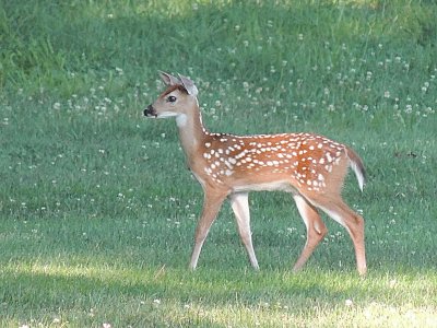 A Fawn