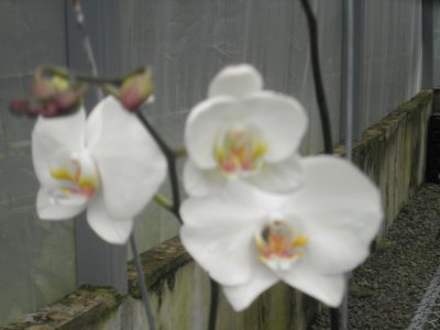 orquidea 1