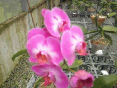 orquidea 2