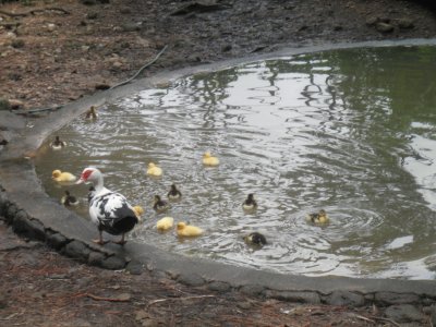 patitos