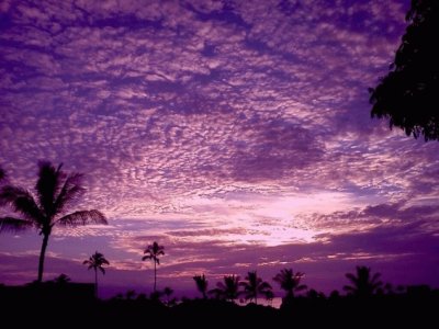 Maui Purple Haze-Hawaii