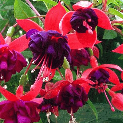 Dark Eyes Trailing Fuchsia