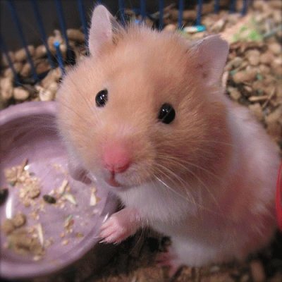 Hamster SÃ­rio