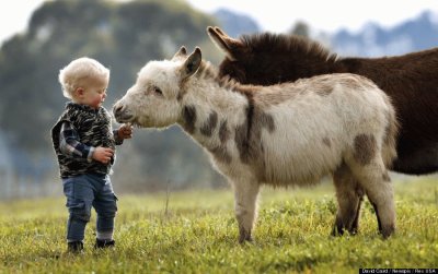 mini donkeys with child