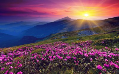 azaleas at sunset