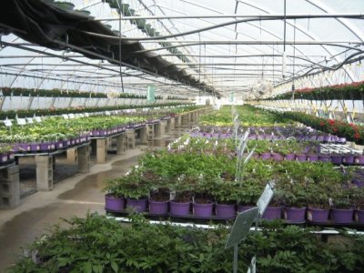 Greenhouse Perenials in Purple Planters