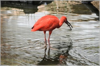 Red Ibis