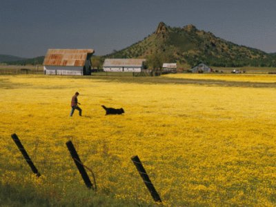 a man, his dog, and flowers