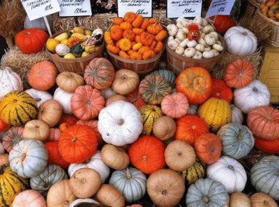 local pumpkins