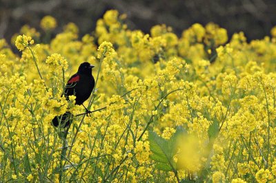 bird in field of flowers