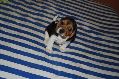 tierno cachorro beagle