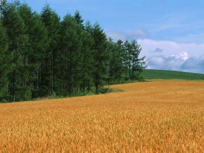 field and copse