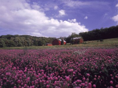 purple wildflowers