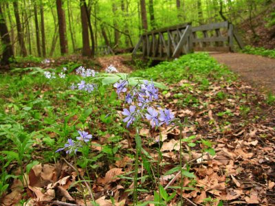 forest with wildflowers