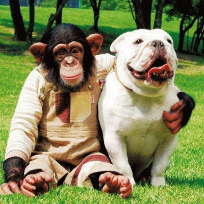 Macaco e cachorro