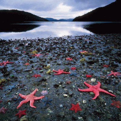 Estrelas do mar