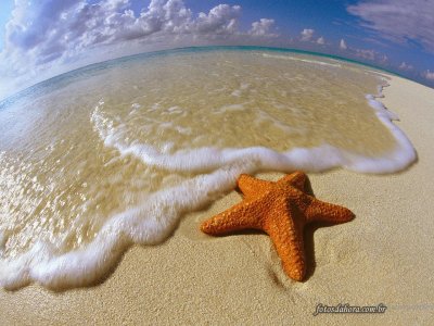 Estrela do mar