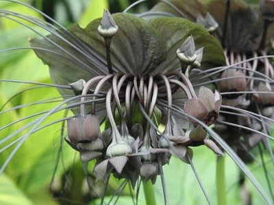 La planta murciÃ©lago - China