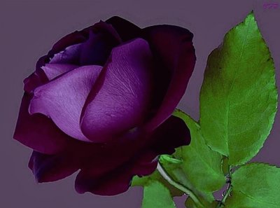 rosa   bella morada