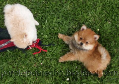 2 cachorros bonitos