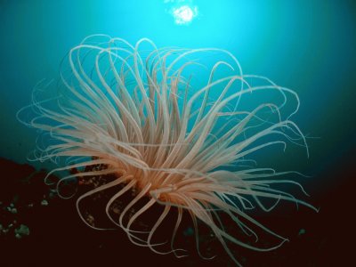 tube anemone