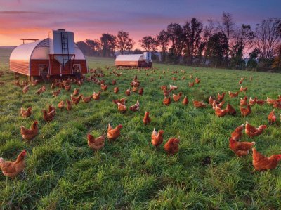 free ranging chickens