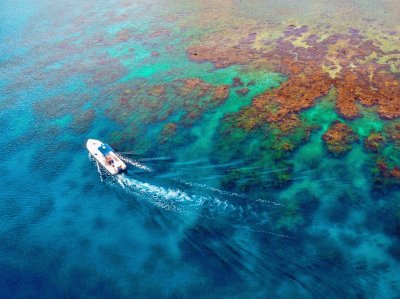 Roatan coral reef